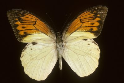 Hebomoia leukippe sulfurea alkotó: Augustus Kollner