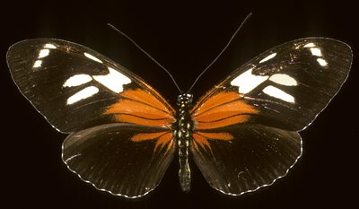 Heliconius burneyi catherina/Heliconie alkotó: Augustus Kollner