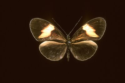 Heliconius melpomene/Heliconi melpomene alkotó: Augustus Kollner
