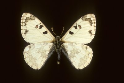 Hypermnestra helios alkotó: Augustus Kollner