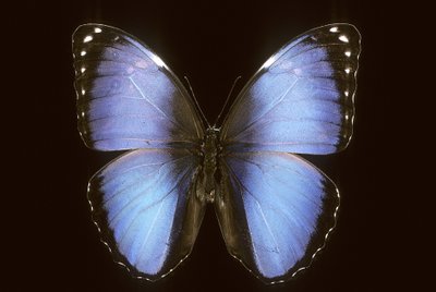 Morpho vitrea alkotó: Augustus Kollner