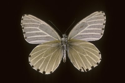Mylothris humblot alkotó: Augustus Kollner