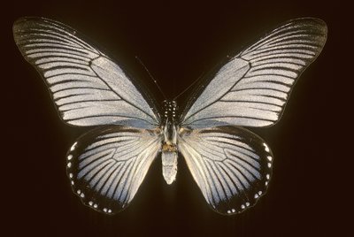 Papilio zalmoxis/Vitorláskék alkotó: Augustus Kollner