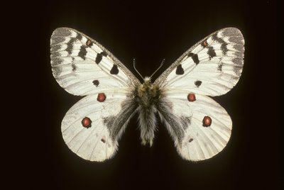 Parnassius phoebus/Kis apolló alkotó: Augustus Kollner
