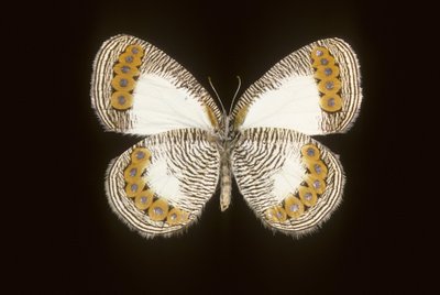 Physcaeneura leda alkotó: Augustus Kollner