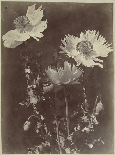 Virágcsendélet mákkal alkotó: Charles Hippolyte Aubry