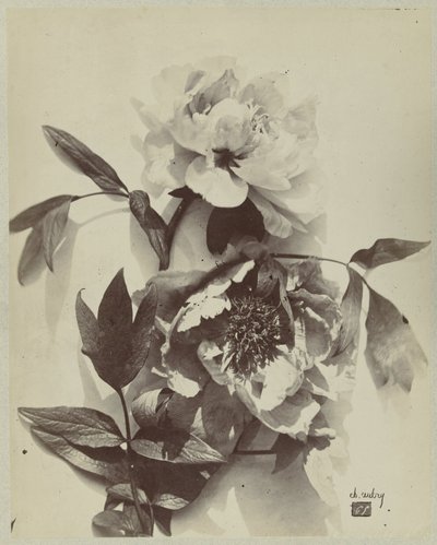 Virágcsendélet bazsarózsával alkotó: Charles Hippolyte Aubry