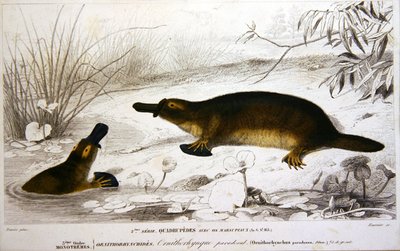 Platypi, illusztráció Charles d