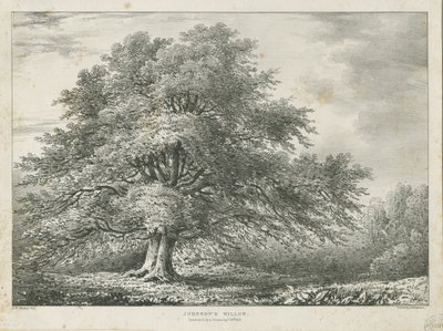 Lichfield – ["Dr. Johnson"] Willow Tree: litográfia, nd [1789-1850] alkotó: Charles Joseph Hullmandel