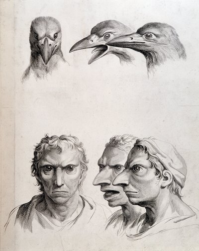 A madár és az „ember-madár (ember-madár)” profiljai - Lebrun, „Az ember és az állatok fiziognómiájának kezelése” alkotó: Charles Le Brun