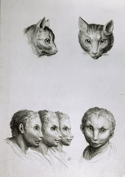 A macska és az ember feje közötti hasonlóságok, Le Brun "Livre de portraiture pour ceux qui commencent a dessiner" című művéből. alkotó: Charles Le Brun