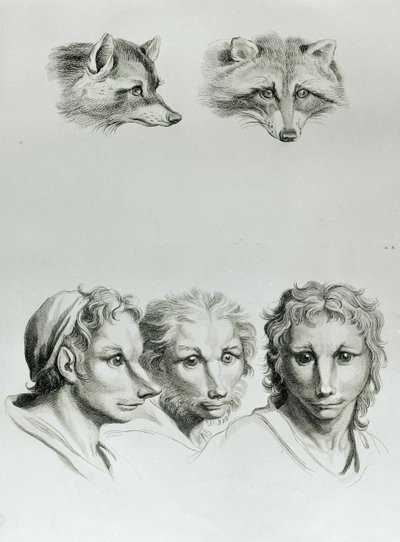A róka és az ember feje közötti hasonlóságok, Le Brun "Livre de portraiture pour ceux qui commencent a dessiner" című művéből. alkotó: Charles Le Brun