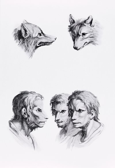 Hasonlóságok a farkas feje és az ember között, Le Brun „Arcképek könyve azoknak, akik elkezdenek rajzolni” című könyvéből alkotó: Charles Le Brun