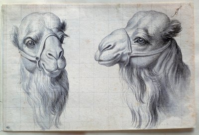 Tanulmányok két tevefejről Charles Lebrun (Le Brun) rajza (1619-1690) 17. század. Homályos. 0,22x0,32 m. Párizs, Louvre Múzeum alkotó: Charles Le Brun