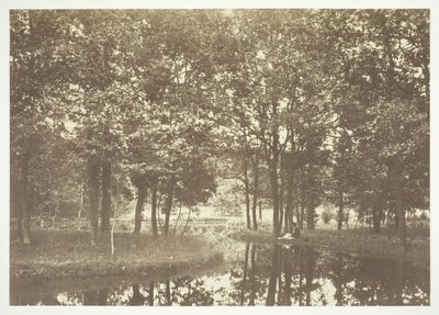 Cím nélkül, c. 1850. [Fák a víz közelében a Bois de Boulogne-ban, egy párizsi park]. alkotó: Charles Marville
