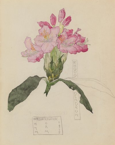 Egy rododendron tanulmányozása alkotó: Charles Rennie and MacDonald Mackintosh Margaret Mackintosh