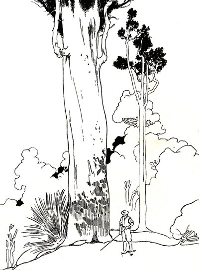 Kauri-fa, 1912 alkotó: Charles Robinson