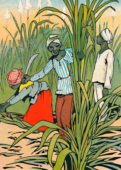 Dolgozik a cukornád között, 1912 alkotó: Charles Robinson