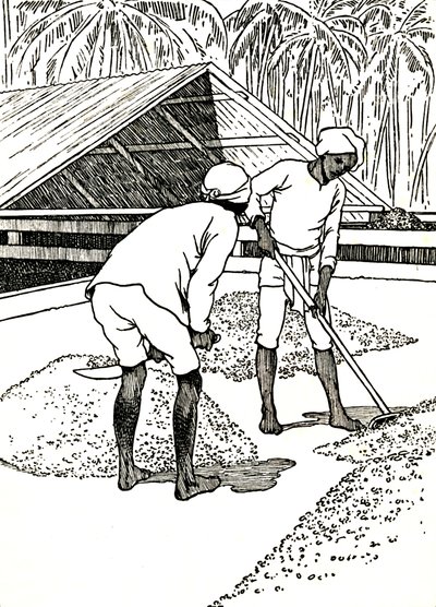 A kakaó szárítása, 1912 alkotó: Charles Robinson