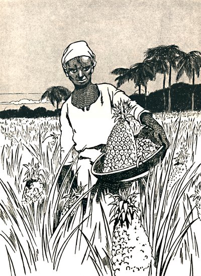 Ananász gyűjtése, 1912 alkotó: Charles Robinson