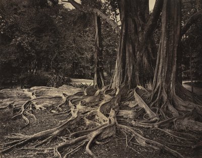 Gumifa, Assam, India (Ficus Elastica) alkotó: Charles T. Scowen