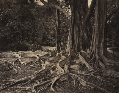 Rubber Tree, Assam, India Ficus Elastica, 1880-as évek körül. alkotó: Charles T. Scowen