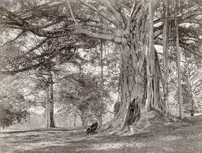 Egy úriember egy nagy őshonos fa alatt ül a brit Ceylonban, ma Srí Lankán, az 1880-as években alkotó: Charles T Scowen and Co