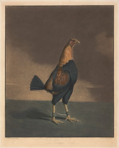 Kakasviadal [pár]:  2. A megnyírt kakas alkotó: Charles Turner