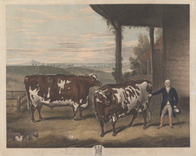 Két durhami ökör alkotó: Charles Turner