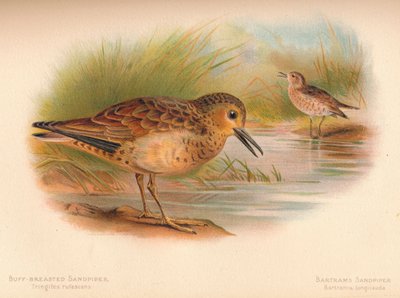 Buff-Breasted Sandpiper Tringites rufescns, Bartrams Sandpiper Bartramia longicauda, 1900, 1 alkotó: Charles Whymper
