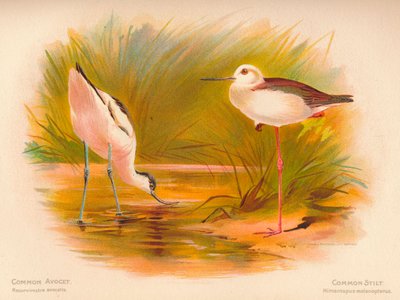 Közönséges avocet Recurvirostra avocetta, Common Stilt Himantopus melanopterus, 1900, 1900 alkotó: Charles Whymper