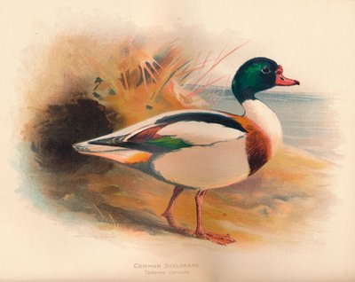 Common Sheldrake Tadorna cornuta, 1900, 1900 alkotó: Charles Whymper