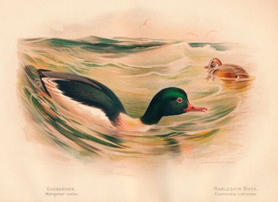 Goosander Merganser ricinus, Harlequin Duck Cosmonetta histrionica, 1900, 1900 alkotó: Charles Whymper