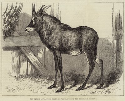 Núbia lóantilopja, az Állattani Társaság kertjeiben alkotó: Charles William Carter