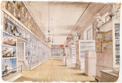 The Long Room, a Front Room belseje a Peales Múzeumban, 1822 (wc grafit felett, papíron) alkotó: Charles Willson Peale