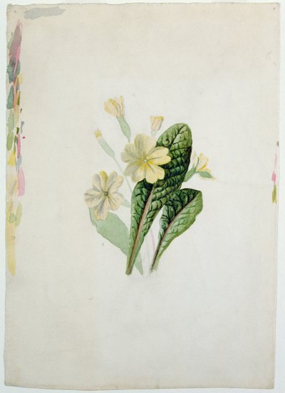 Tanulmány egy kankalinról, 1830 körül (wc papíron) alkotó: Charlotte Bronte