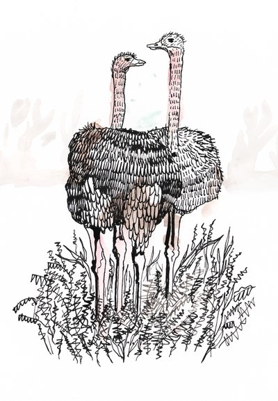 Flamingók, 2018 (toll és tinta) alkotó: Charlotte Orr