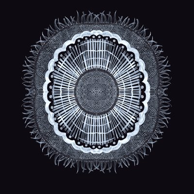 Plant Cell 0.2, 2019 (toll és tinta) alkotó: Charlotte Orr