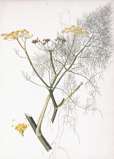 Egy botanikai tanulmány, 1822-1845 alkotó: Charlotte Strickland