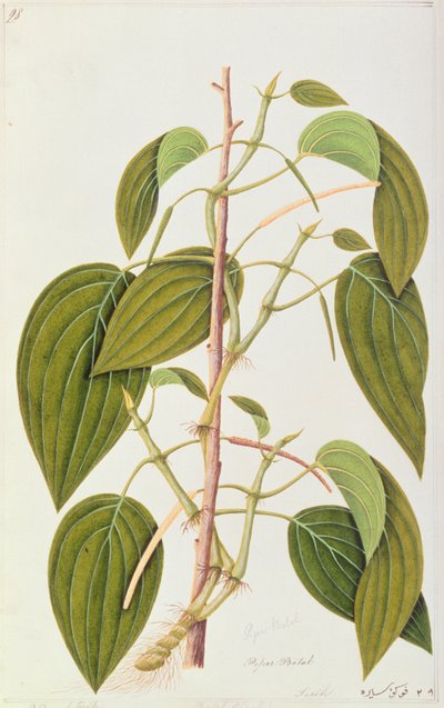 Betel Leaf, Ötvenöt rajz a malackai gyógynövényekről, 1. kötet, 1805-1818 körül (wc papíron) alkotó: Chinese School