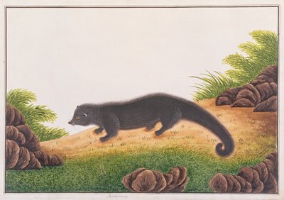 Binturong, Rajzok az állatokról, rovarokról és hüllőkről Malaccából, 1805-1818 körül (wc és gouache papíron) alkotó: Chinese School