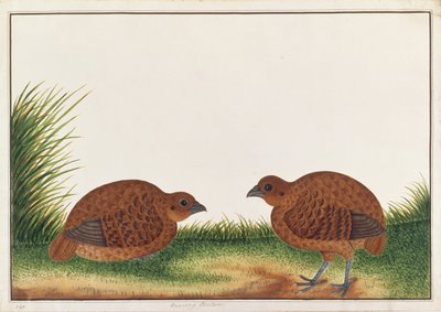 Fekete fogoly, a Drawings of Birds from Malacca, c.1805-1818 (wc papíron) alkotó: Chinese School