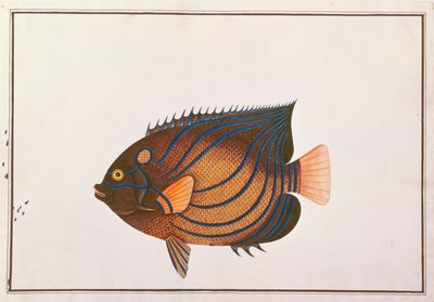 Kékgyűrűs angyalhal, a Malaccai halak rajzaiból, 1805-1818 körül (wc papíron) alkotó: Chinese School