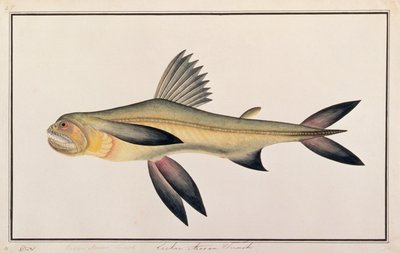 Bombay Duck, a Drawings of Fishes from Malacca, 1805-1818 körül (wc papíron) alkotó: Chinese School