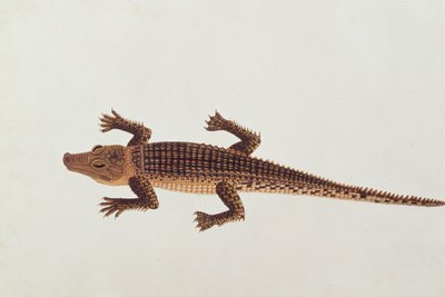 Boo-ay-ah Alligátor, Rajzok állatokról, rovarokról és hüllőkről Malacca-ból, 1805-1818 körül (wc és gouache papíron) alkotó: Chinese School