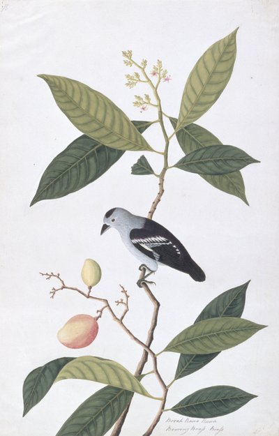 Booah Nawa Hawa, a Drawings of Birds from Malacca, 1805-1818 körül (wc papíron) alkotó: Chinese School