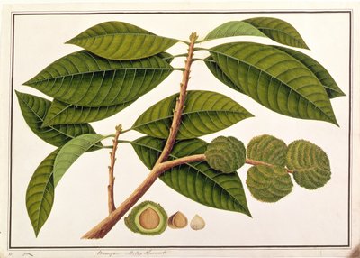 Brangam vagy maláj gesztenye, Malacca növényrajzaiból, 1805-1818 körül (wc papíron) alkotó: Chinese School