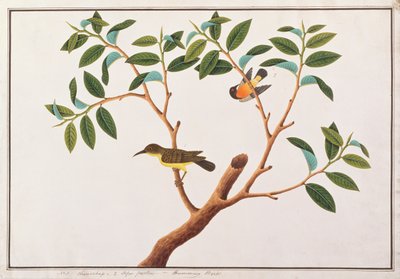 Barnatorkú napmadár és rubinarcú napmadár, a Drawings of Birds from Malacca, 1805-1818 körül (wc papíron) alkotó: Chinese School