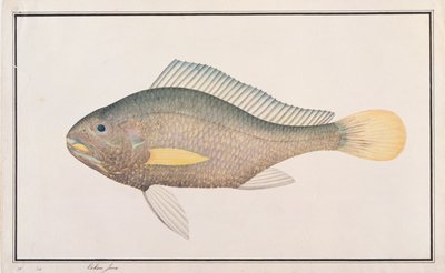 Croaker, a Drawings of Fishes from Malacca, 1805-1818 körül (wc papíron) alkotó: Chinese School