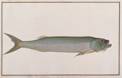 Dorab farkashering, a Drawings of Fishes from Malacca, 1805-1818 körül (wc papíron) alkotó: Chinese School